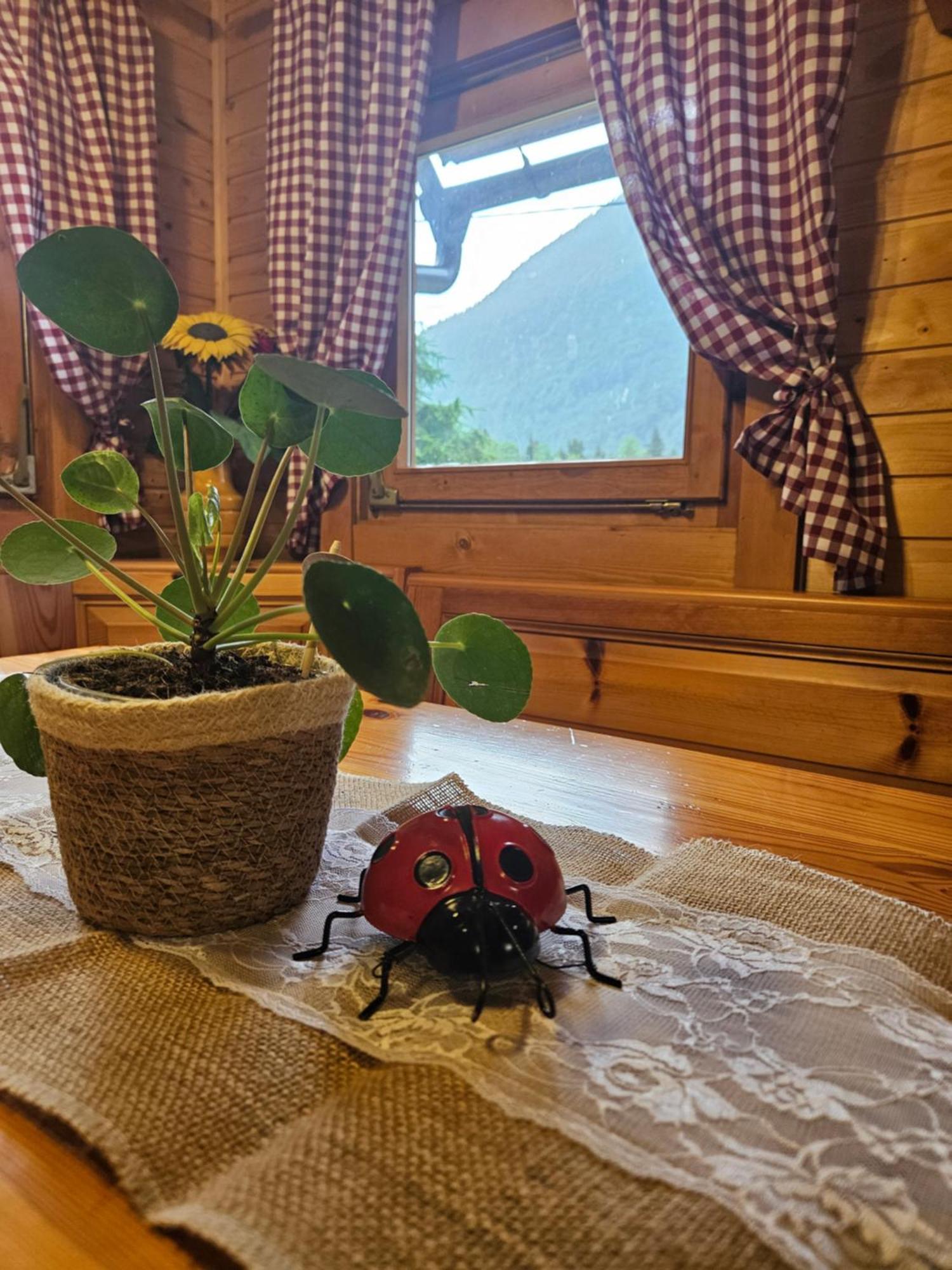 Ladybug